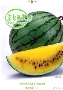 赵口集吃瓜,一场别开生面的吃瓜盛宴