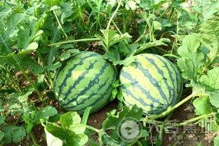 沈赤赤吃瓜,揭秘娱乐圈背后的那些事儿