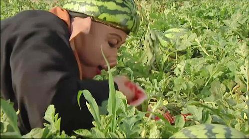 西游记吃瓜图片,一场味蕾与想象的奇幻之旅