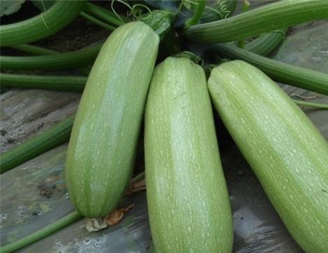 吃老瓜有啥好处,揭秘吃老瓜的五大益处