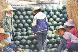 南宁市民吃瓜,市民共享夏日清凉时光