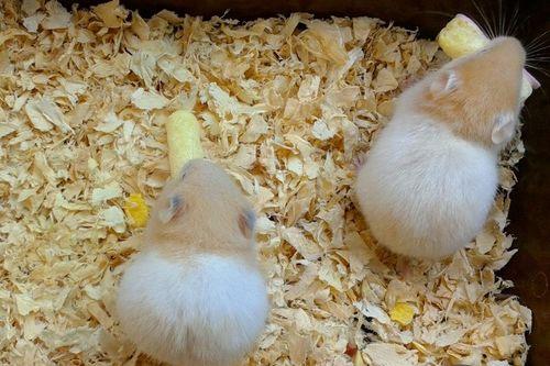 仓鼠可以吃丰收瓜,仓鼠的美食盛宴