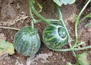 煮着吃的硬皮瓜叫啥瓜