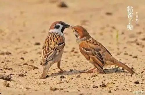 小麻雀吃瓜群众,小麻雀视角下的瓜群众众生相