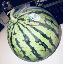 威海网红吃瓜,揭秘幕后故事与热门话题