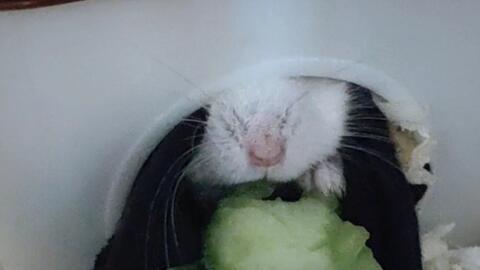 小仓鼠吃瓜特效,揭秘吃瓜特效背后的萌宠奇遇