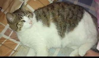 懒猫猫吃瓜,懒猫猫的瓜田奇遇记