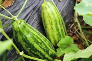 吃瓜是寓意,揭秘网络时代的围观文化