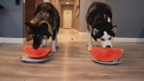 吃瓜狗真的存在吗,揭秘网络热传动物的真实存在之谜