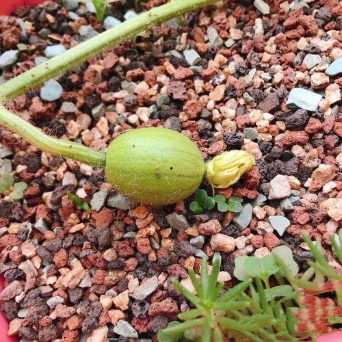 离石吃瓜故事,一场引发全民热议的乡村奇闻轶事