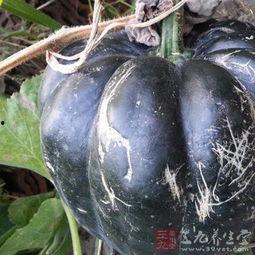 秋天吃方瓜好吗