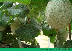 吃冰哈密瓜会胖吗